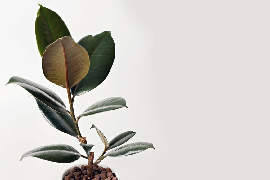 AngieYeoh/Shutterstock.com