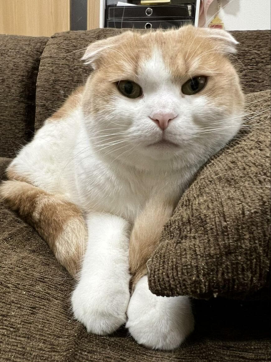 出所：@torotolo106106