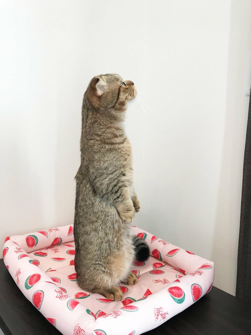 出所：@ponpokopontanu