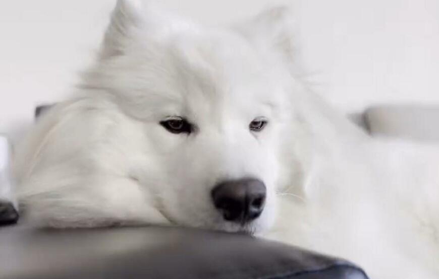 出所：@samoedsoran