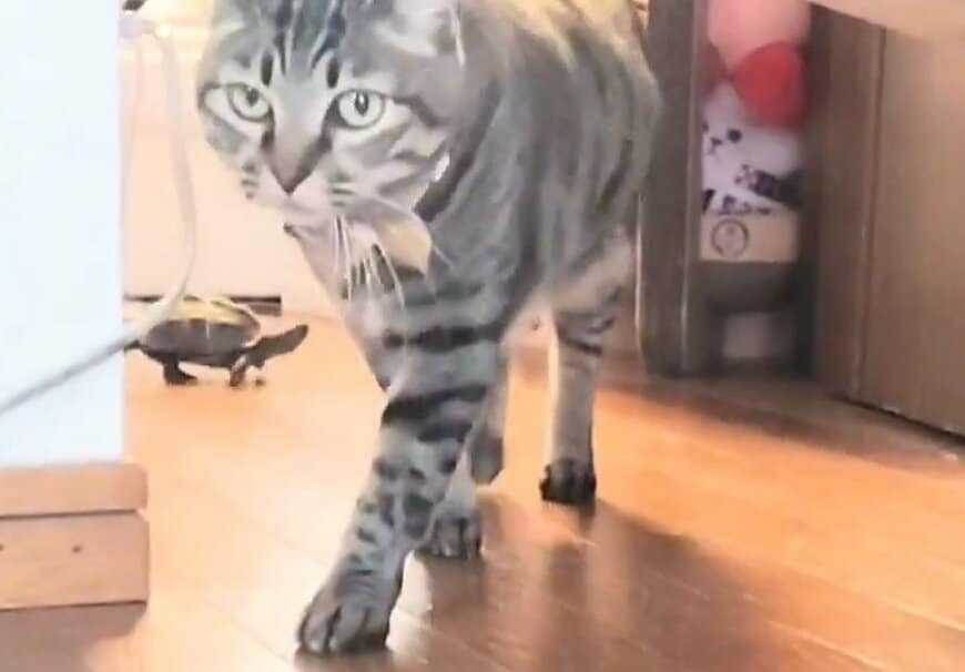 優雅に歩く猫を追う亀を襲った「悲劇」！その後のリアクションに笑ってしまう