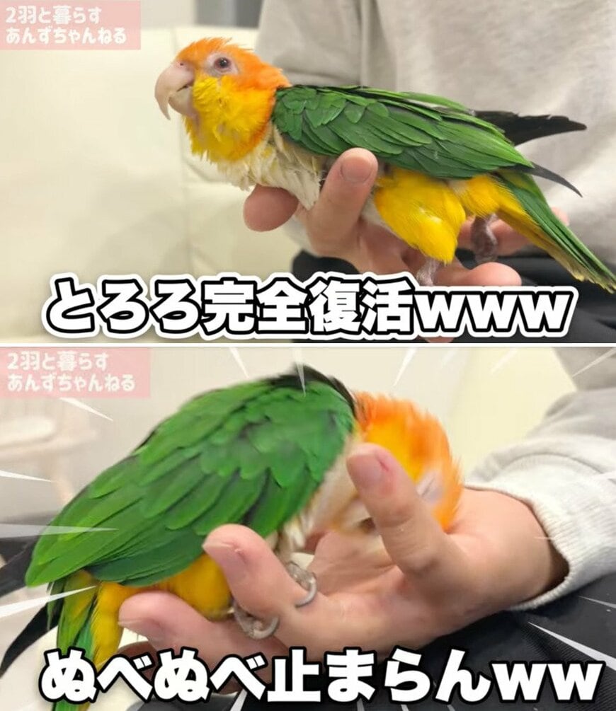 出所：@anz_omomiri