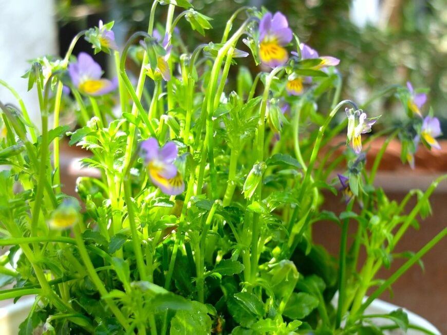 筆者撮影／ビオラ（うさぎの家族）