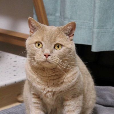 出所：@TsunaIsCat