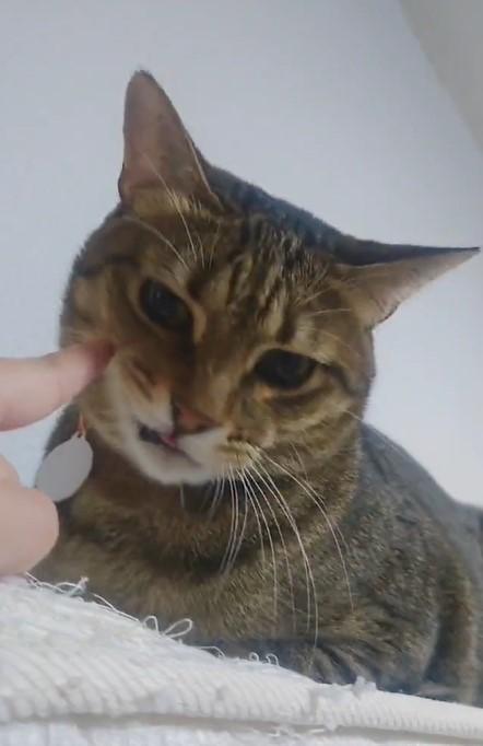 出所：@Mh0MLiErcV8E97C