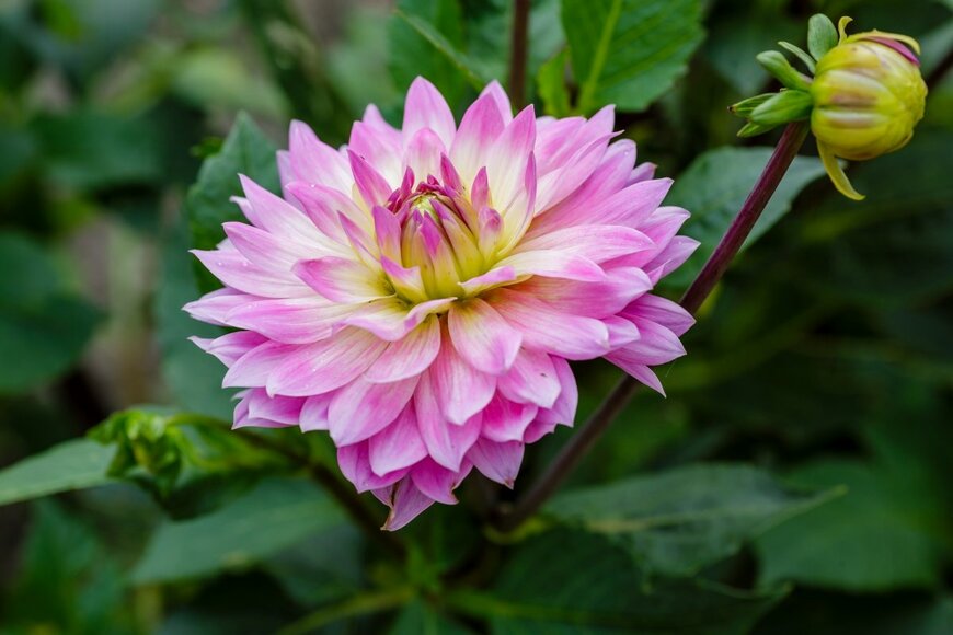 Flower_Garden/shutterstock.com