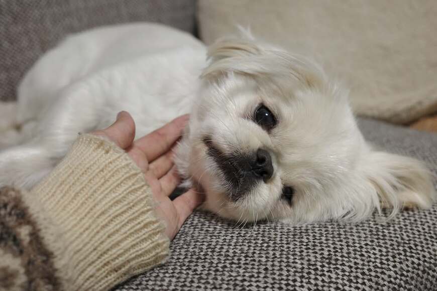 ソファでくつろぐ犬さん　幸せが詰まった「2コマ」が話題