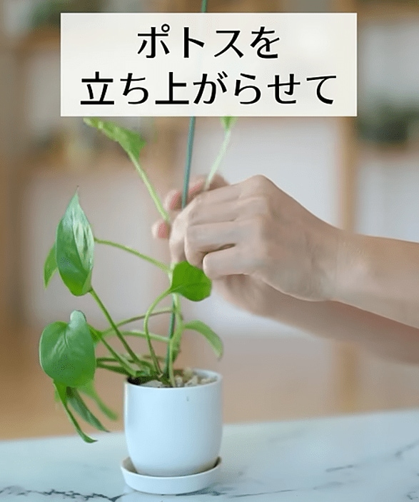 出所：@kurumidorichannel