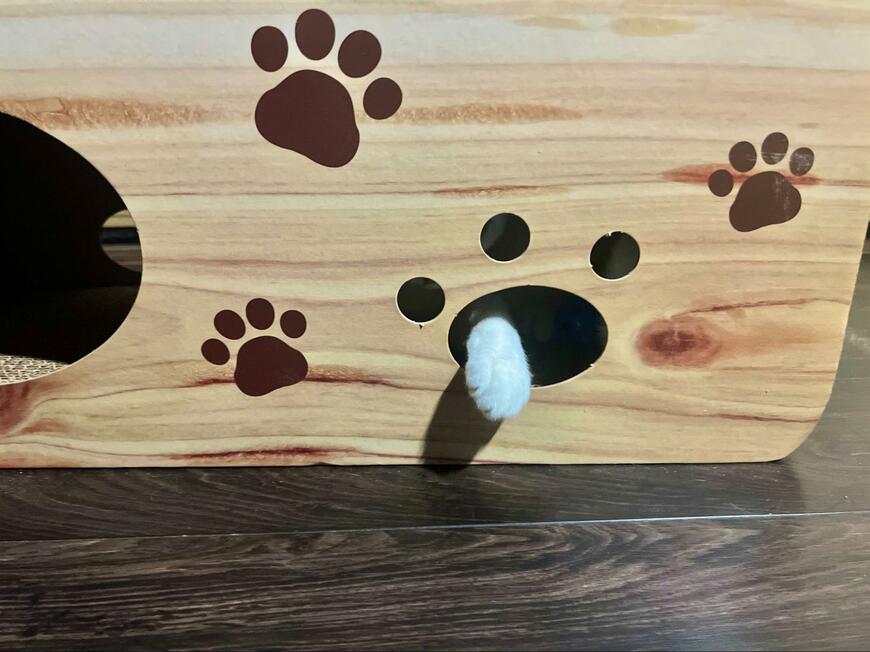 新しく爪とぎを用意したら　猫の予想外な使い方に笑ってしまう