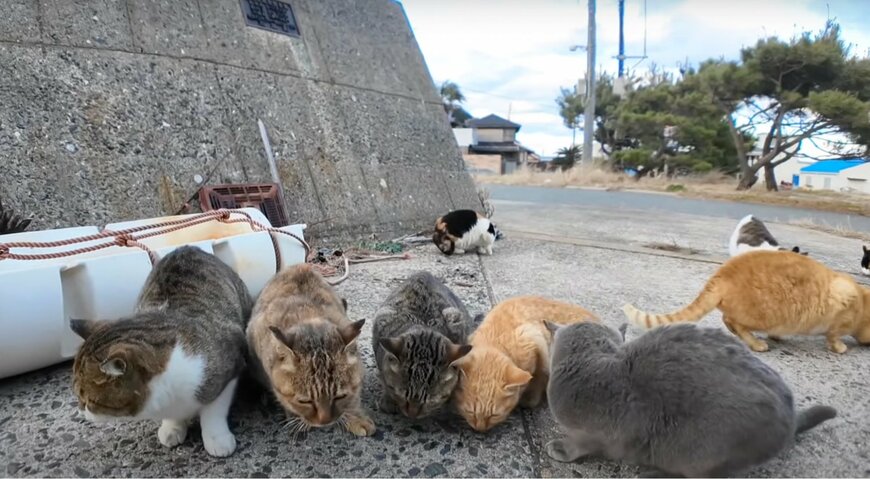 猫島の港に「猫食堂」オープン！？猫が集まるダイナミックな「食事風景」に癒されます