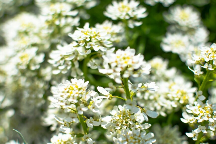 Kateryna Pavliuk/Shutterstock.com