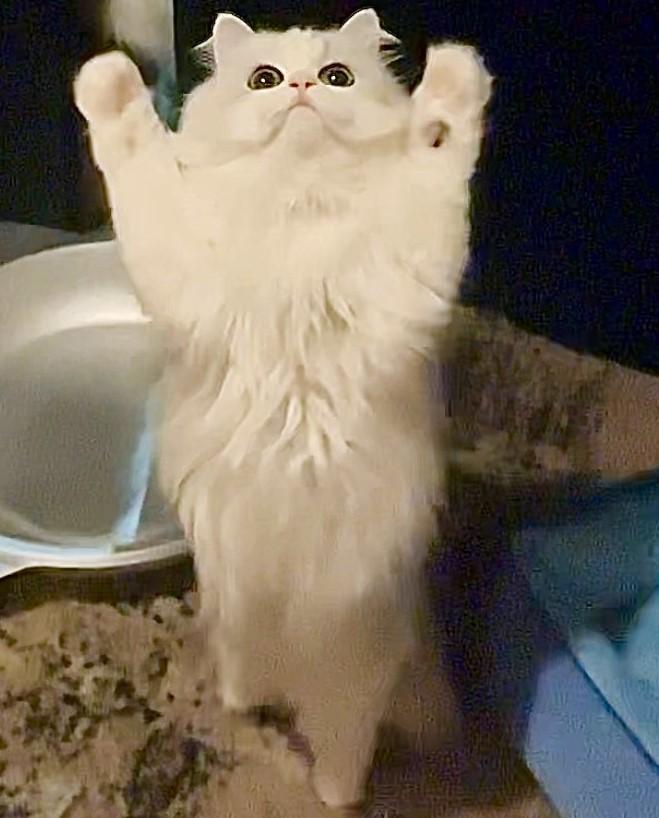 出所：@NEKOLAND13