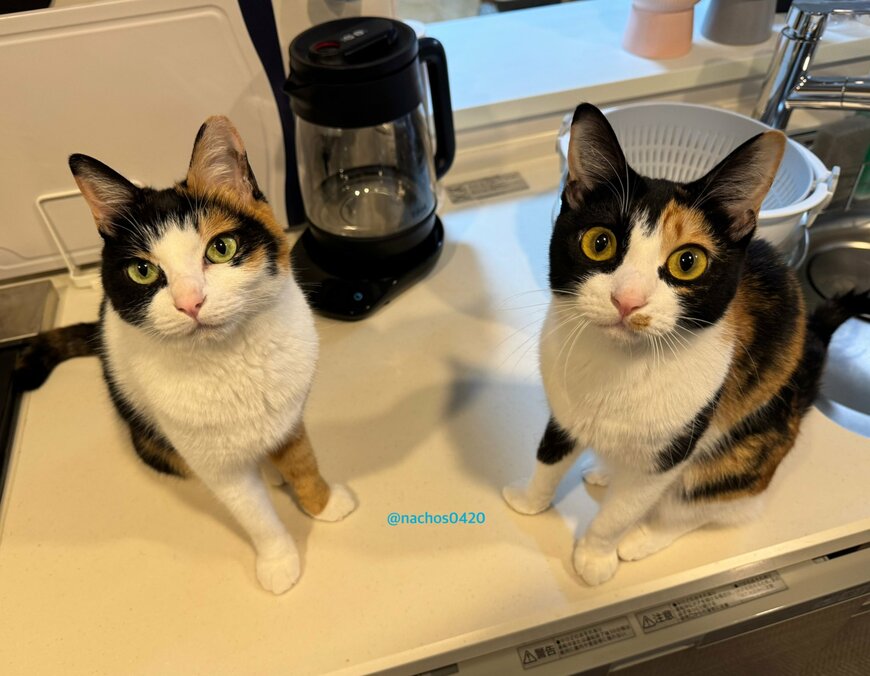 出所：@nachos0420