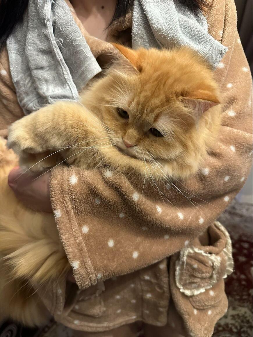 抱っこされる猫