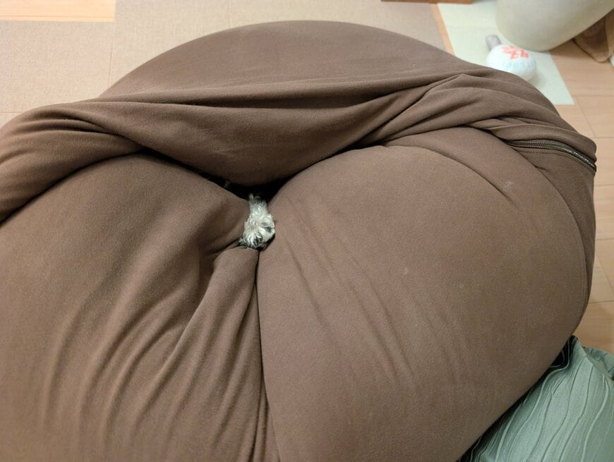ヨギボーにのみこまれる愛犬