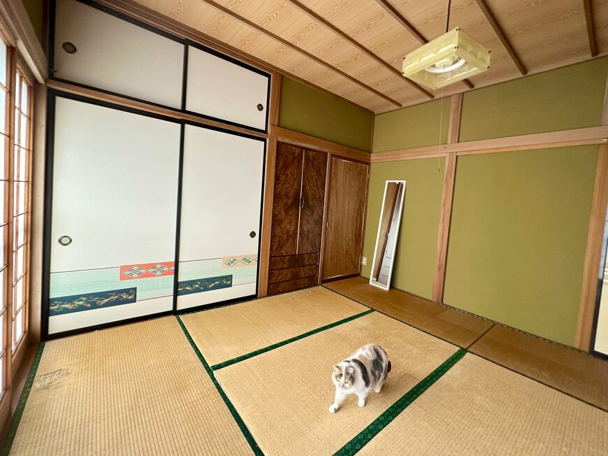 客室を撮影していると突如フレームインする猫