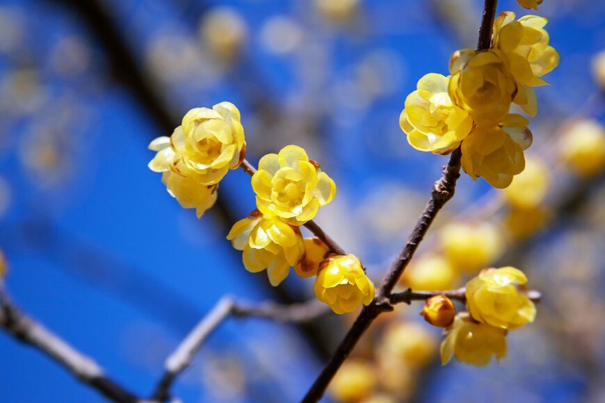 ロウバイ。正月頃に黄色言う花を咲かせる。蝋細工のようなつるつるとした質感。爽やかで冷涼感がある香り。