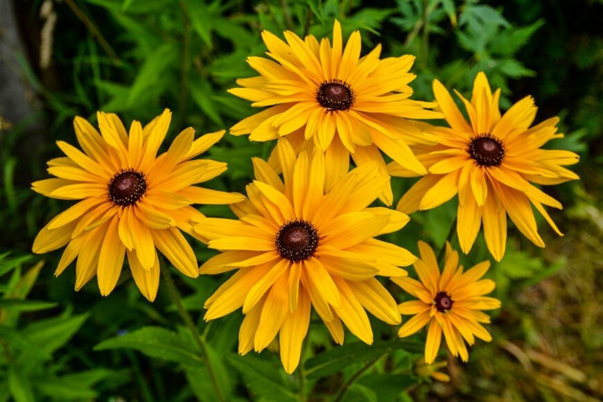 ルドベキアの花が咲いている。花弁の色は黄色、中央部は茶色。