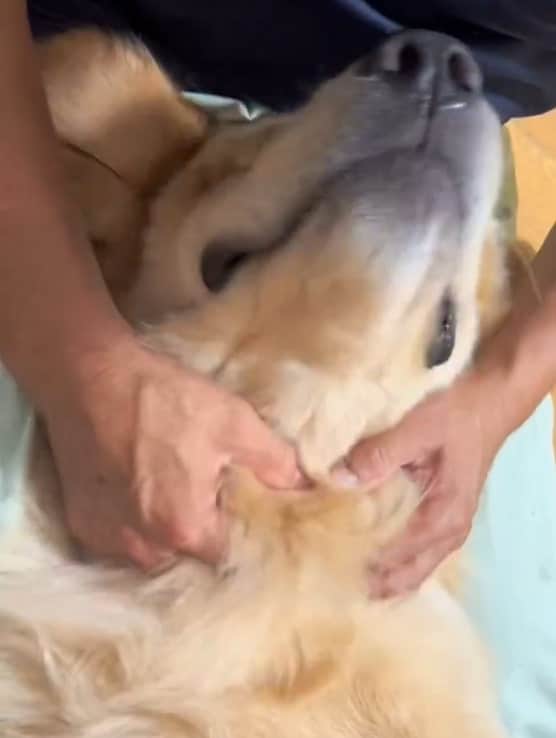 ゴールデンレトリバー