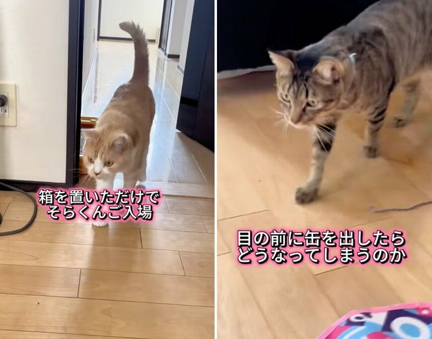 投稿の画像