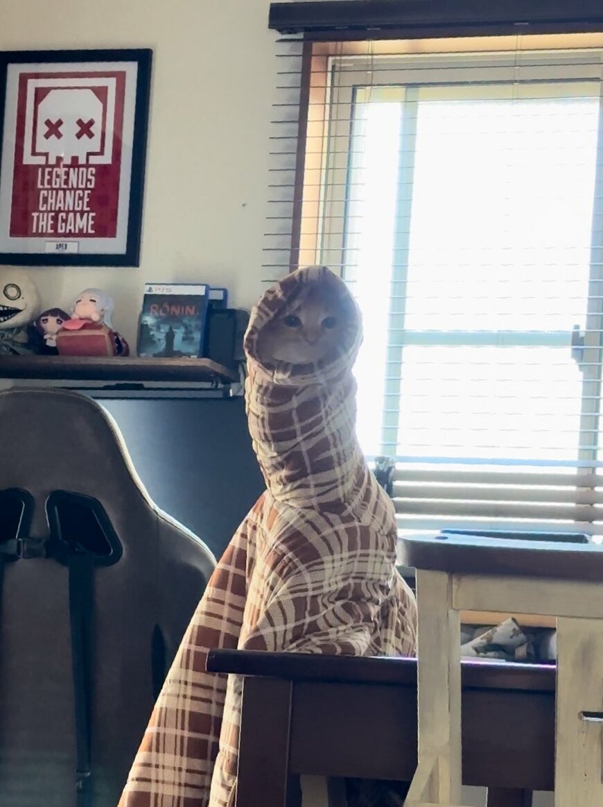 上着にハマる猫