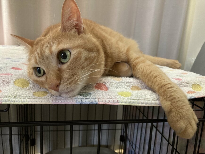 リラックスする猫