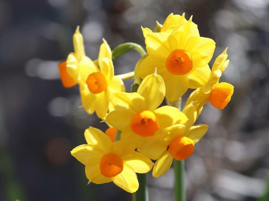 花びらが黄色、花の中央がオレンジ色のスイセンの花