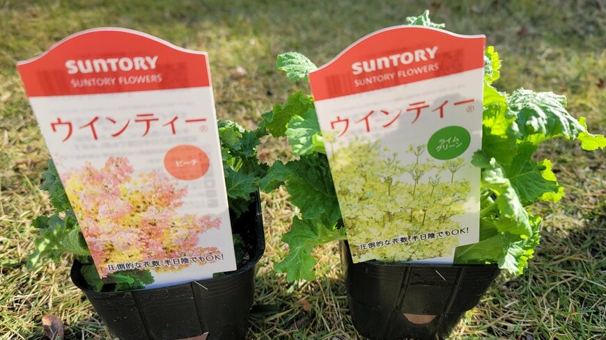 筆者の庭で咲く花々の写真