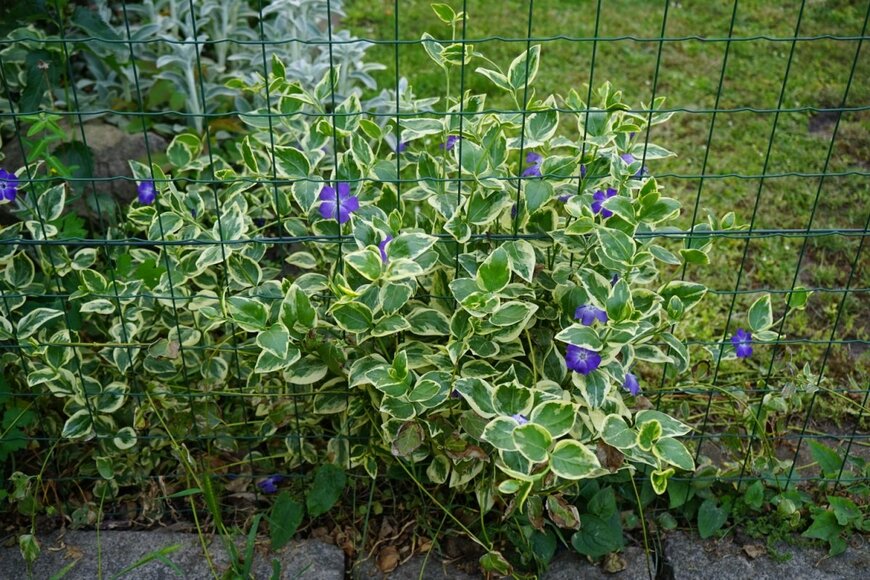 ツルニチニチニチソウが茂っている