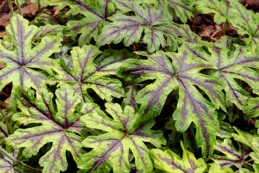 縁は黄緑色、葉脈の周りが紫色のティアレアの葉