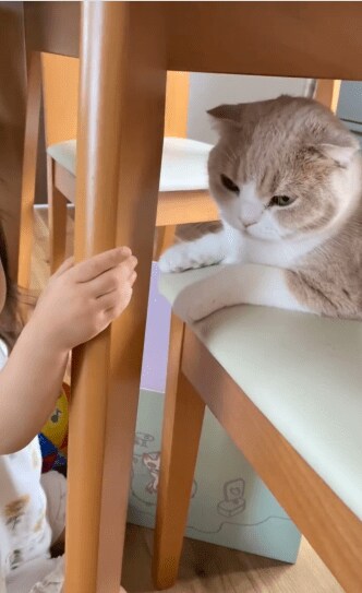 女の子と猫