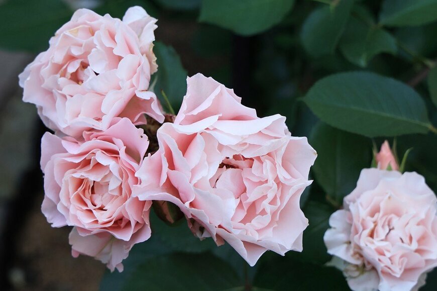 フリル状の花弁がロマンチックな「ダフネ」