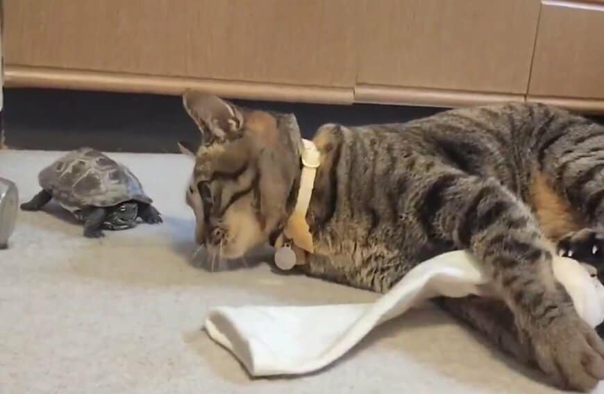 おもちゃの使い方を軍曹くんに教える？小雪ちゃん