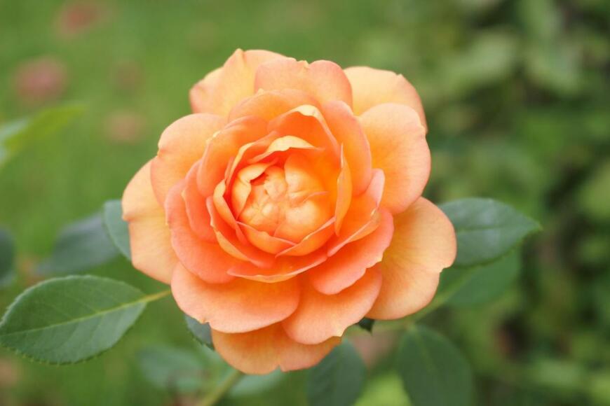 レディ・オブ・シャーロットという種類のバラ。花の色は濃いオレンジ。