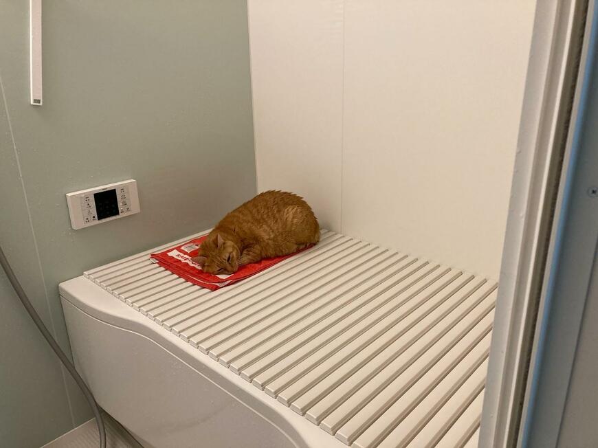 風呂場で寝ている猫