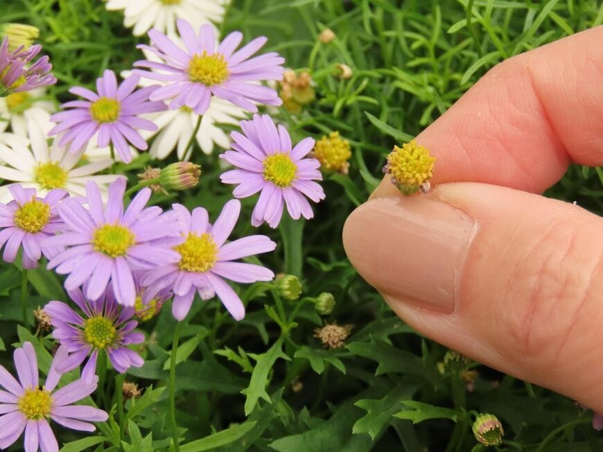 花がら摘みをしている人の指