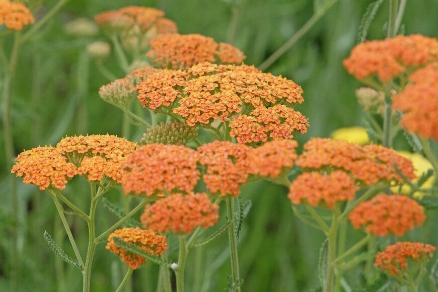 オレンジ色の花を咲かせている、アキレア
