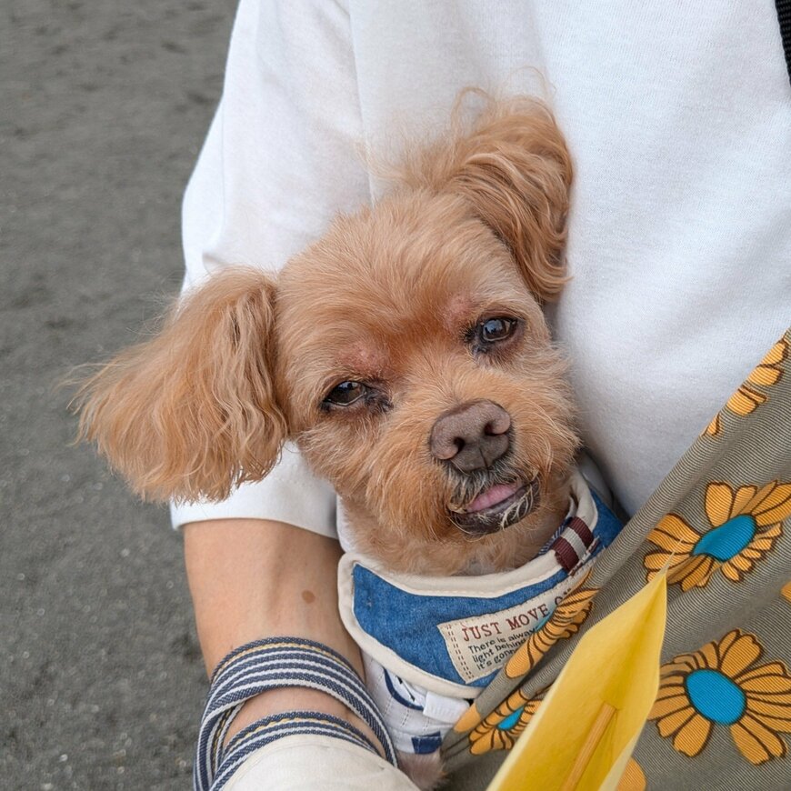 ワンちゃんは14歳に