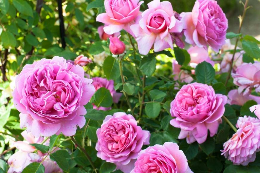 沢山のバラの花。花の色は淡いピンク色。