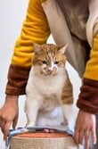 「何でもお似合いだね」と絶賛！元保護猫ちゃんのブルー系スタイルを要チェック！