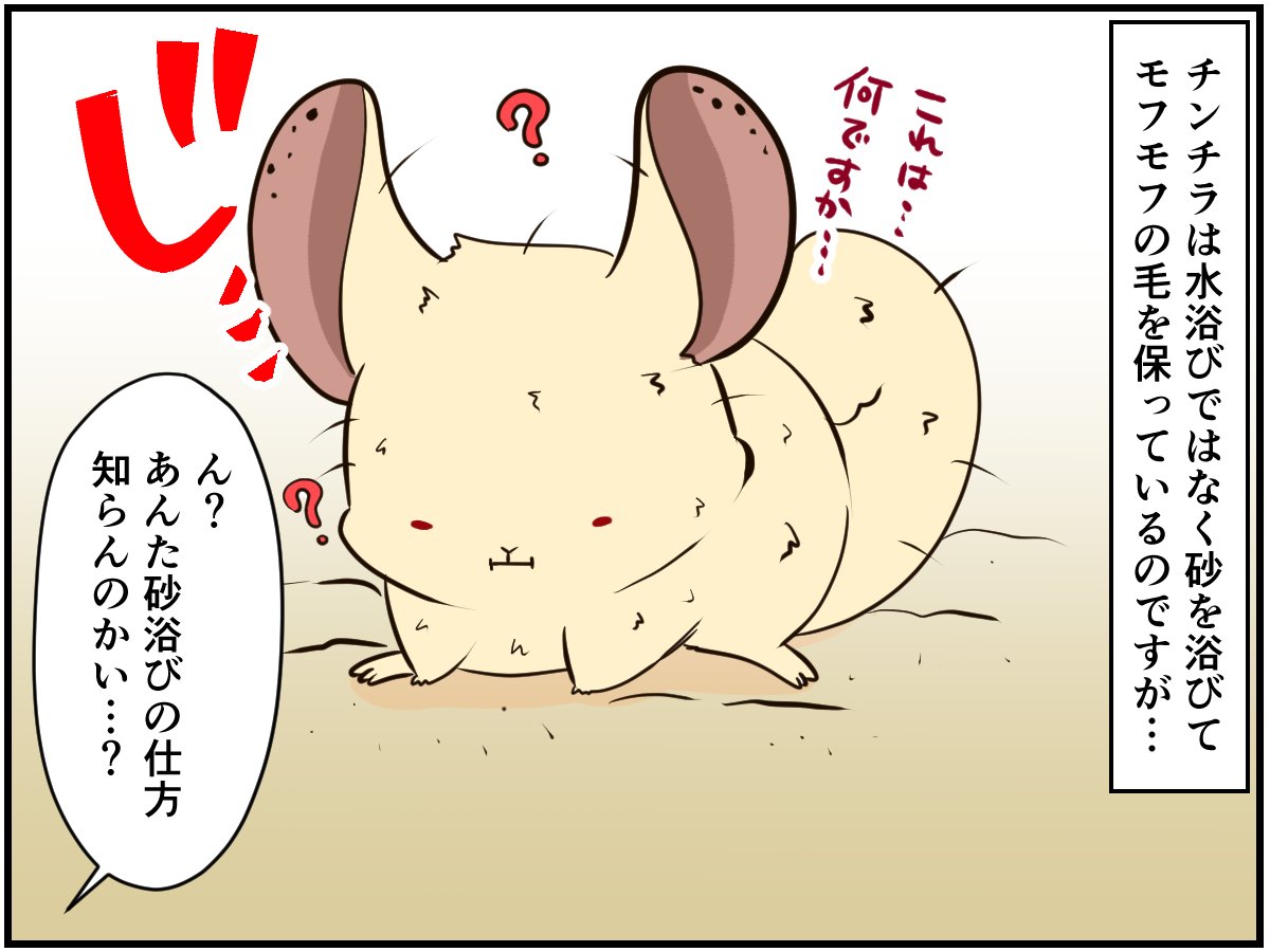 捨てられていた 保護チンチラ とのくらしは驚きの連続 チンチライフ84話 マンガ記事 チンチライフ 3ページ目 Limo くらしとお金の経済メディア
