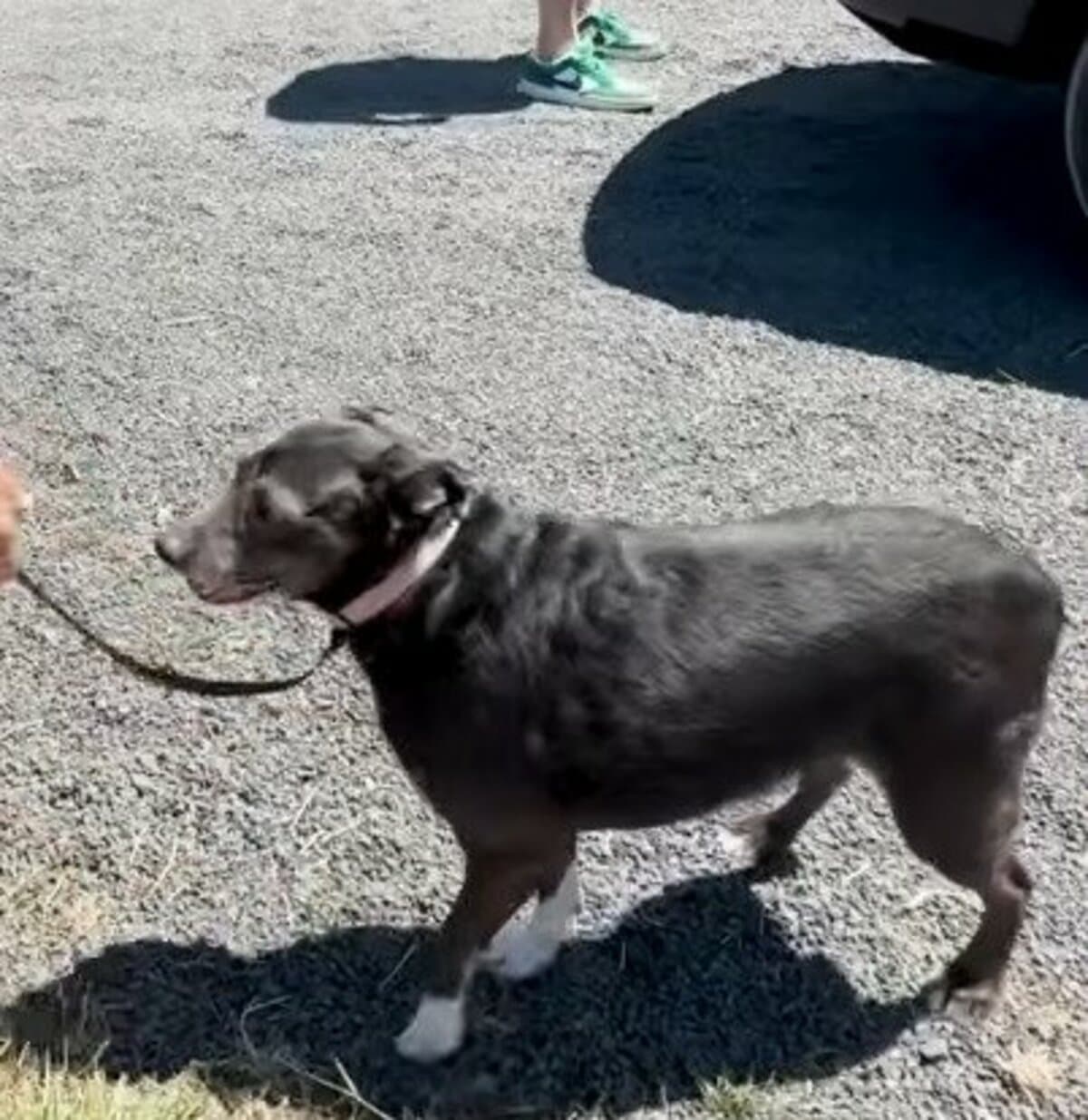 飼い主を亡くした親子犬3匹 新しい家族との出会いを目指して『人慣れ』から新生活をスタート LIMO編集部が感動の投稿をピックアップ！獣医師・動物看護の年収についても紹介 | 概要 | LIMO | くらしとお金の経済メディア