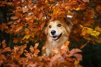 【政府】年金世帯向けの給付金とは？要件を解説！60歳～90歳の「厚生年金・国民年金」平均受給額はどのくらいか？