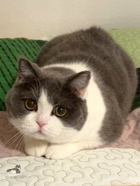 「少女漫画のヒロインみたい」な子猫…5年前の「あざとかわいい」姿を飼い主が投稿 