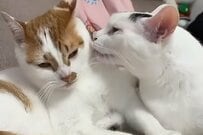 自宅で「幸せな時間を過ごす」2匹の元保護猫　まさかの事態発生に笑ってしまう