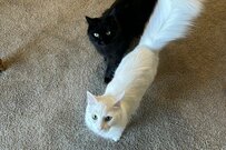 ひたすら「飼い主の後ろについてくる」2匹の猫　まさかの理由に思わずほっこり