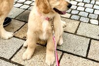 「ハンコを押したよう」生後3ヶ月の子犬と母犬の横顔が…