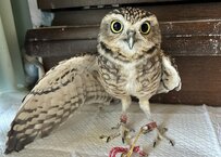 【恋人募集中？のフクロウ】「ここあいてますよ」　片羽を広げてネタを披露？！