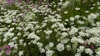 手間いらずで毎年花が咲く「植えてよかった！純白の花」で初夏のホワイトガーデン。1苗からこぼれ種でたくさん育つからガーデニング代節約にも！