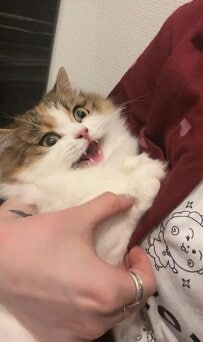 爪切りを断固拒否する猫ちゃんが可愛すぎる！怒ったような顔と鳴き声にほっこり